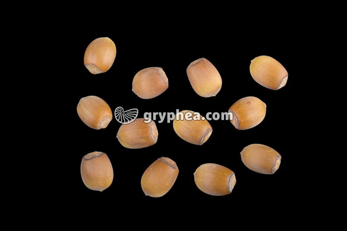 Noisettes (Noisetier, Corylus avellana) - gryphea.com